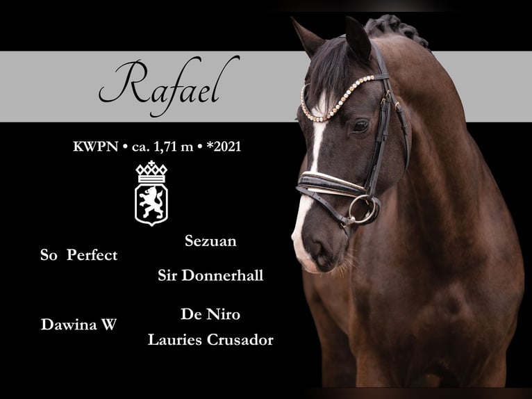 KWPN Caballo castrado 5 años 171 cm Negro in Wehringen