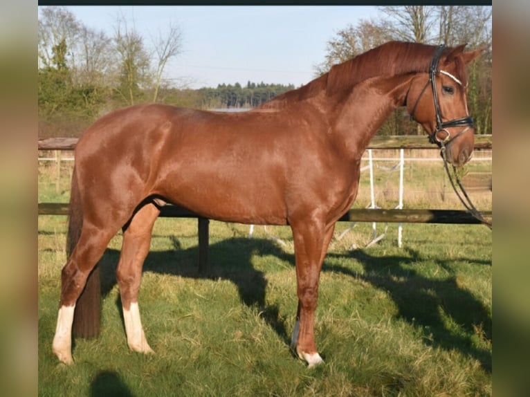 KWPN Caballo castrado 5 años 172 cm Alazán in Neuss