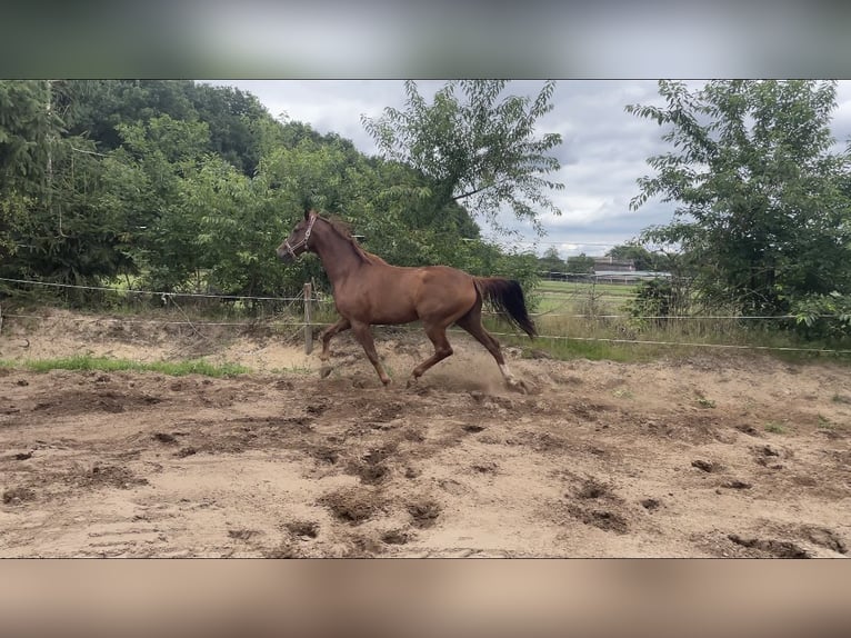 KWPN Caballo castrado 5 años 172 cm Alazán-tostado in Hoge Hexel