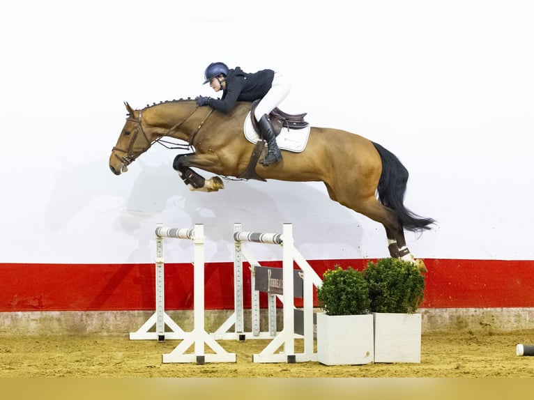 KWPN Caballo castrado 5 años 172 cm  in Waddinxveen