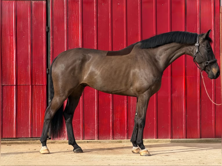 KWPN Caballo castrado 5 años 172 cm Castaño in Loipersbach im Burgenland