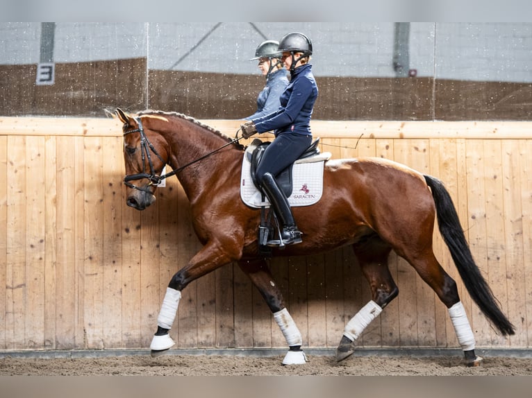 KWPN Caballo castrado 5 años 172 cm Castaño in Ziemięcice