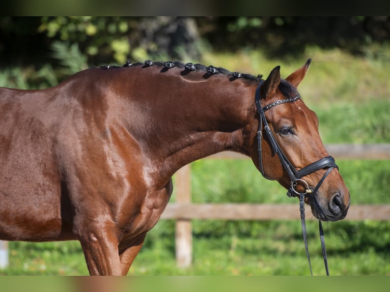 KWPN Caballo castrado 5 años 172 cm Castaño in Ziemięcice