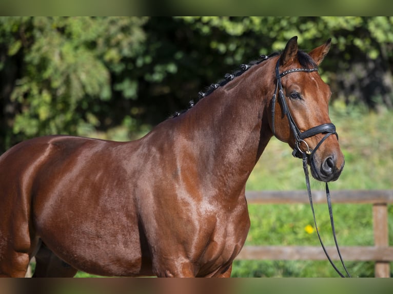 KWPN Caballo castrado 5 años 172 cm Castaño in Ziemięcice