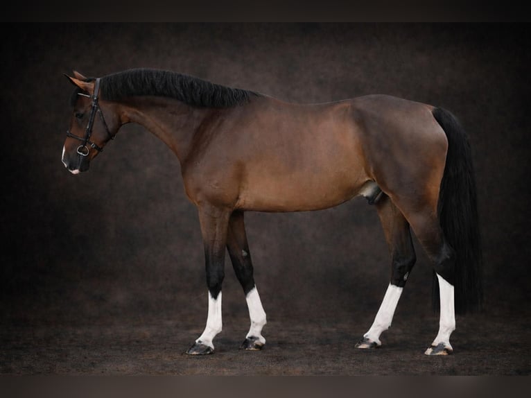 KWPN Caballo castrado 5 años 172 cm Castaño in Llucmajor