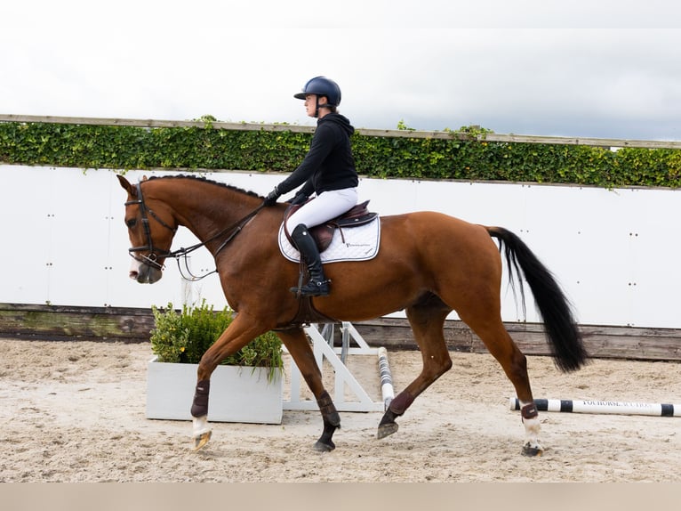 KWPN Caballo castrado 5 años 172 cm Castaño in Waddinxveen KWPN Caballo castrado 5 años 172 cm Castaño in Waddinxveen