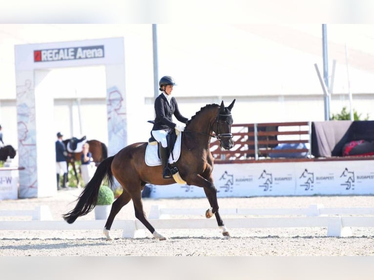 KWPN Caballo castrado 5 años 172 cm Castaño oscuro in Gyula