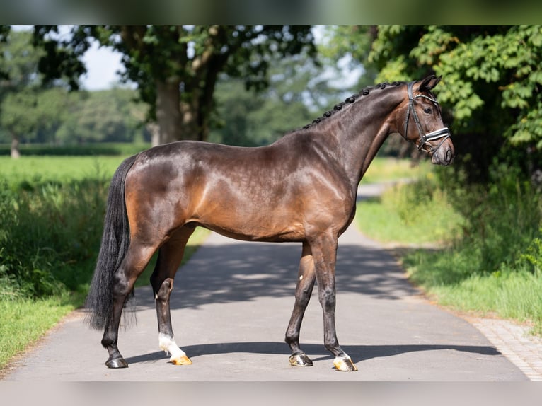 KWPN Caballo castrado 5 años 172 cm Castaño oscuro in Oosterhout