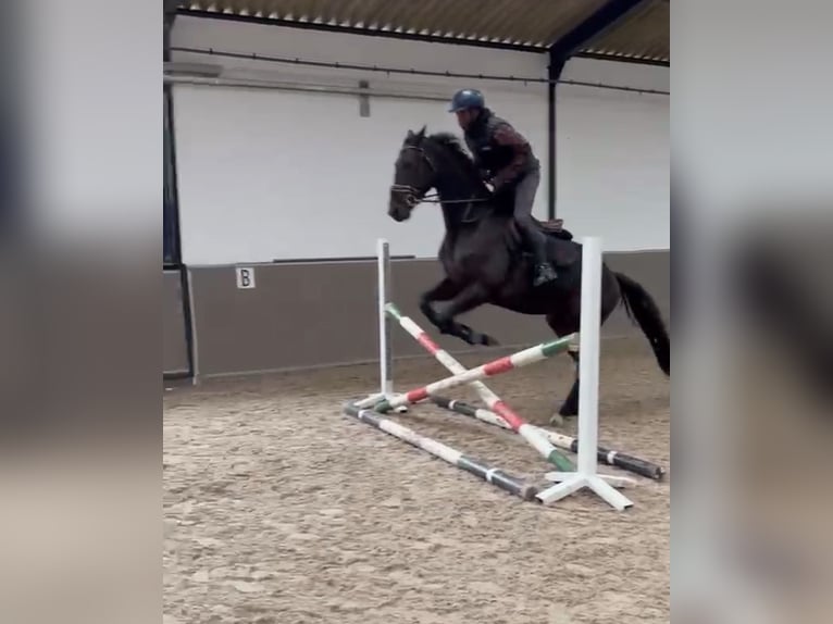 KWPN Caballo castrado 5 años 172 cm Morcillo in Bocholt