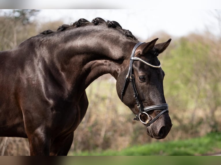 KWPN Caballo castrado 5 años 172 cm Negro in Kerpen