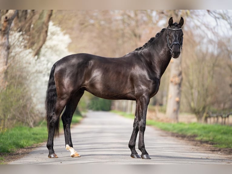 KWPN Caballo castrado 5 años 172 cm Negro in Kerpen