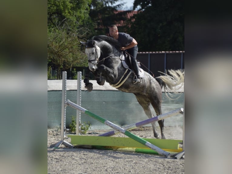 KWPN Caballo castrado 5 años 172 cm Tordo in Springe