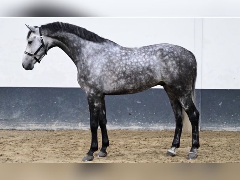 KWPN Caballo castrado 5 años 172 cm Tordo in Springe