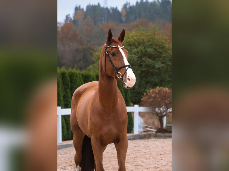 KWPN Caballo castrado 5 años 173 cm Alazán in Schwäbisch Hall