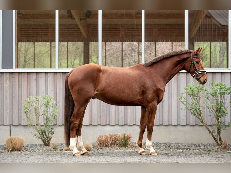 KWPN Caballo castrado 5 años 173 cm Alazán in Fürth