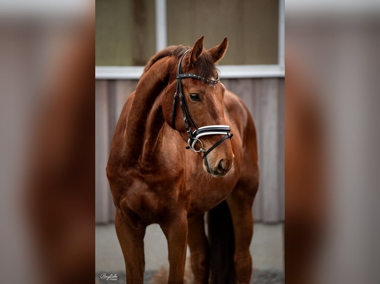 KWPN Caballo castrado 5 años 173 cm Alazán in Fürth