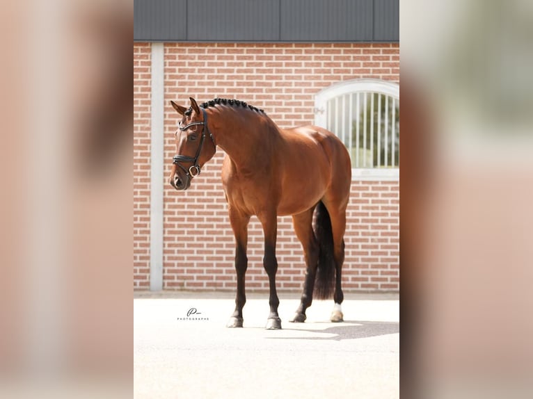 KWPN Caballo castrado 5 años 173 cm Castaño claro in Boesingheliede