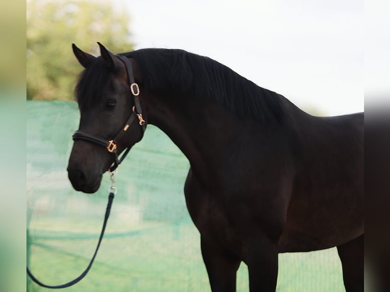 KWPN Caballo castrado 5 años 173 cm Castaño oscuro in Snina