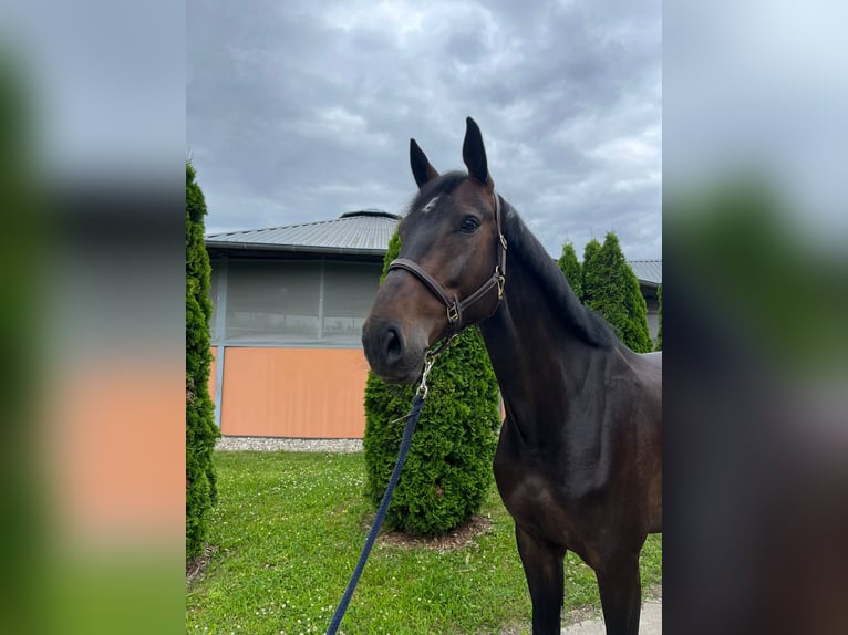 KWPN Caballo castrado 5 años 173 cm Castaño oscuro in Durmersheim