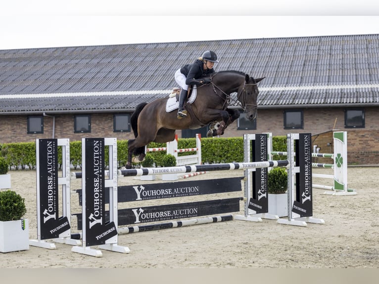 KWPN Caballo castrado 5 años 173 cm Castaño oscuro in Waddinxveen