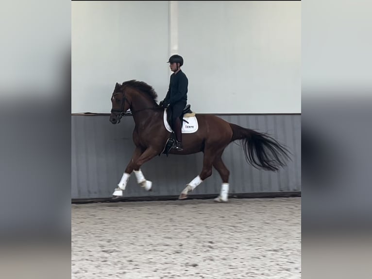 KWPN Caballo castrado 5 años 174 cm Alazán in Eibergen