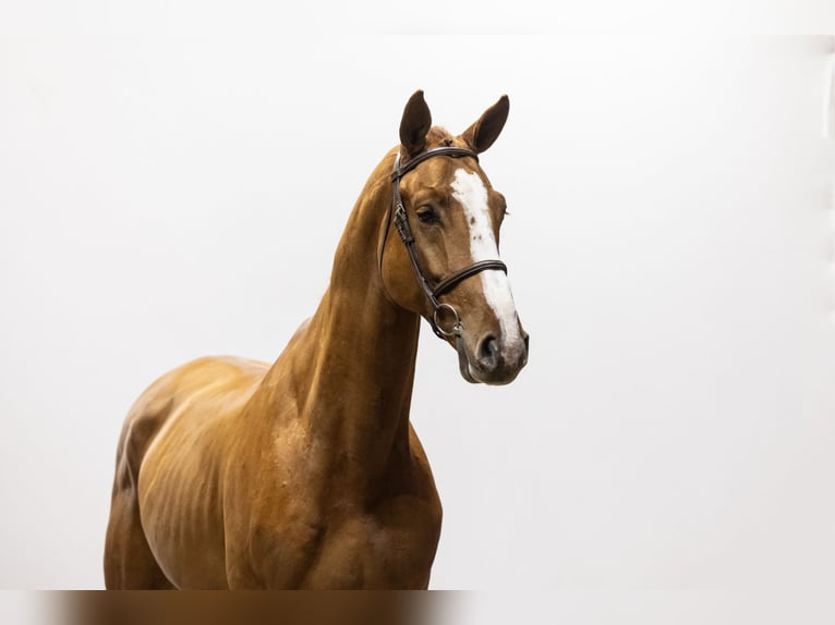 KWPN Caballo castrado 5 años 174 cm Alazán-tostado in Waddinxveen