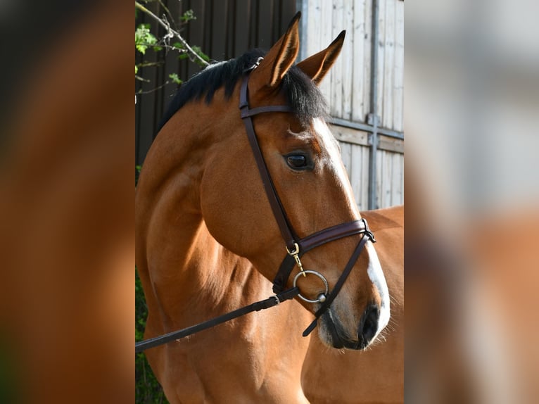 KWPN Caballo castrado 5 años 174 cm Castaño in Geilenkirchen