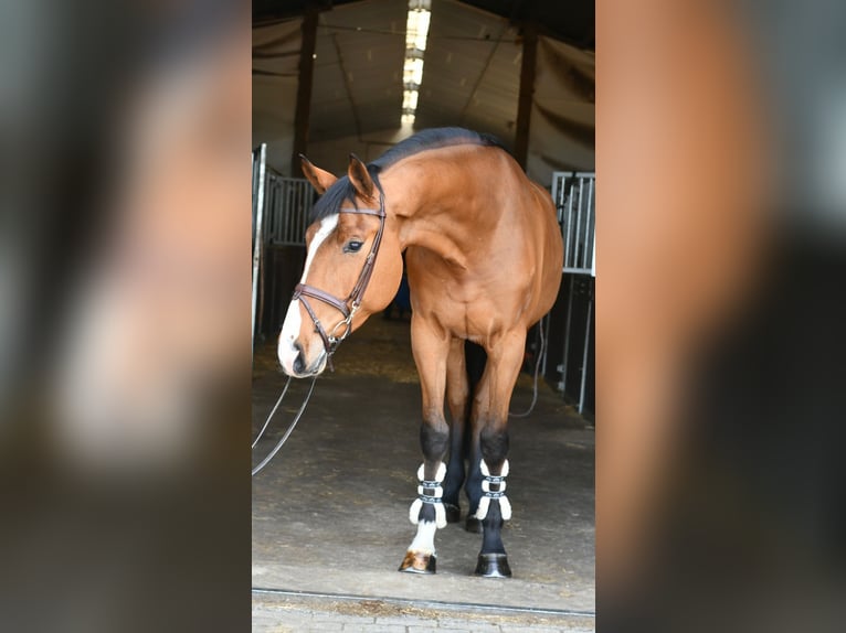 KWPN Caballo castrado 5 años 174 cm Castaño in Geilenkirchen