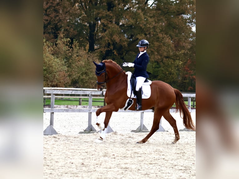 KWPN Caballo castrado 5 años 175 cm Alazán in Halle