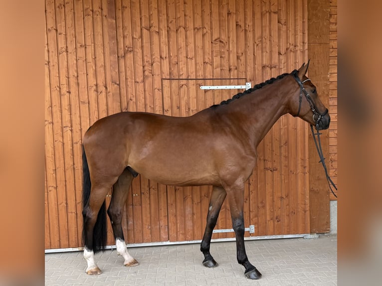 KWPN Caballo castrado 5 años 175 cm Castaño in Wermelskirchen