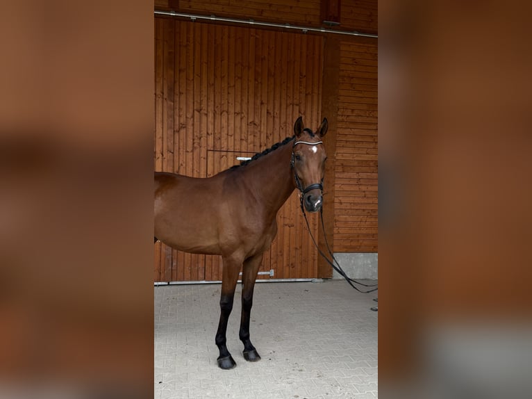 KWPN Caballo castrado 5 años 175 cm Castaño in Wermelskirchen