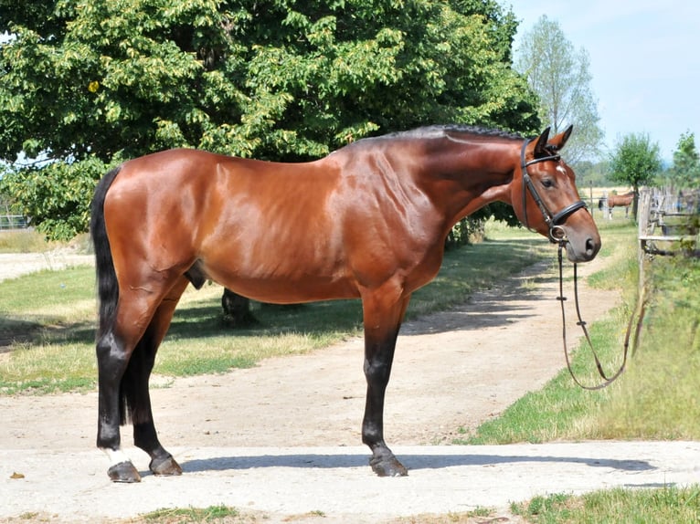 KWPN Caballo castrado 5 años 175 cm Castaño in Schattendorf