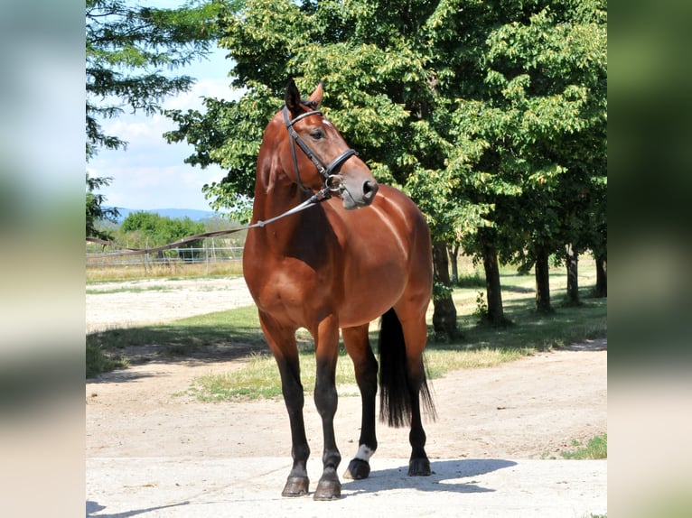 KWPN Caballo castrado 5 años 175 cm Castaño in Schattendorf