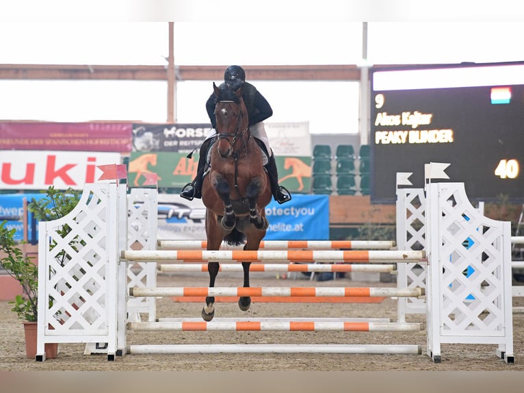 KWPN Caballo castrado 5 años 175 cm Castaño in Schattendorf