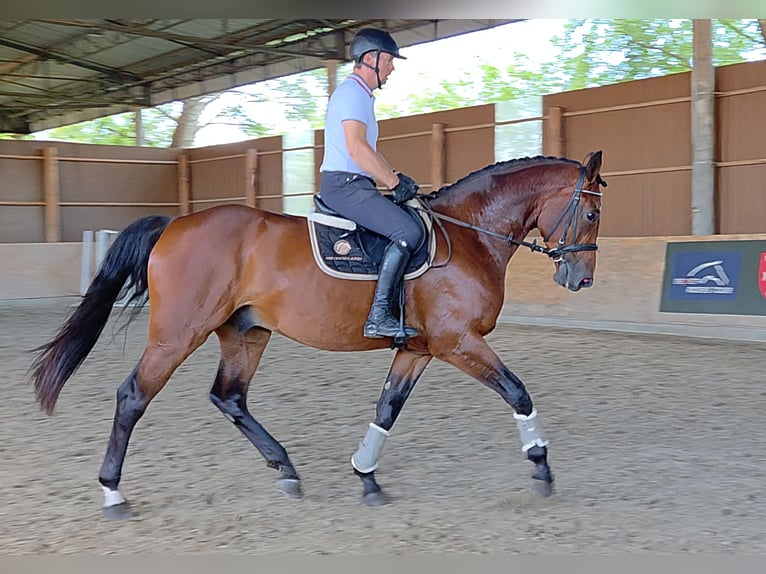 KWPN Caballo castrado 5 años 175 cm Castaño in Schattendorf