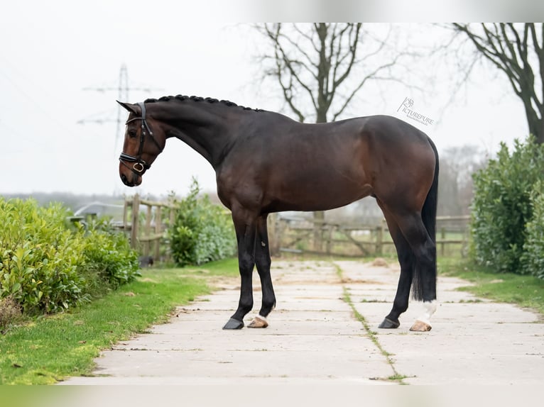 KWPN Caballo castrado 5 años 175 cm Castaño oscuro in Weert