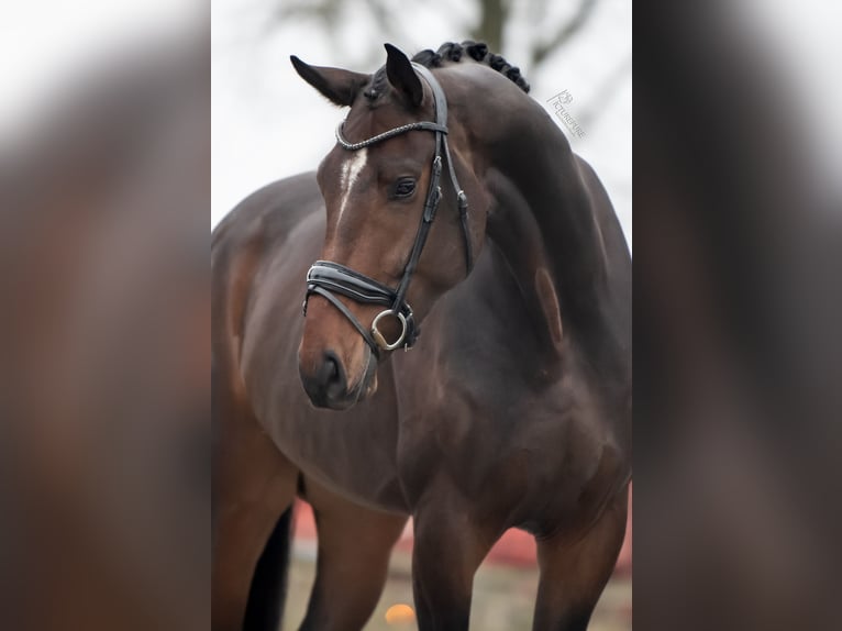 KWPN Caballo castrado 5 años 175 cm Castaño oscuro in Weert