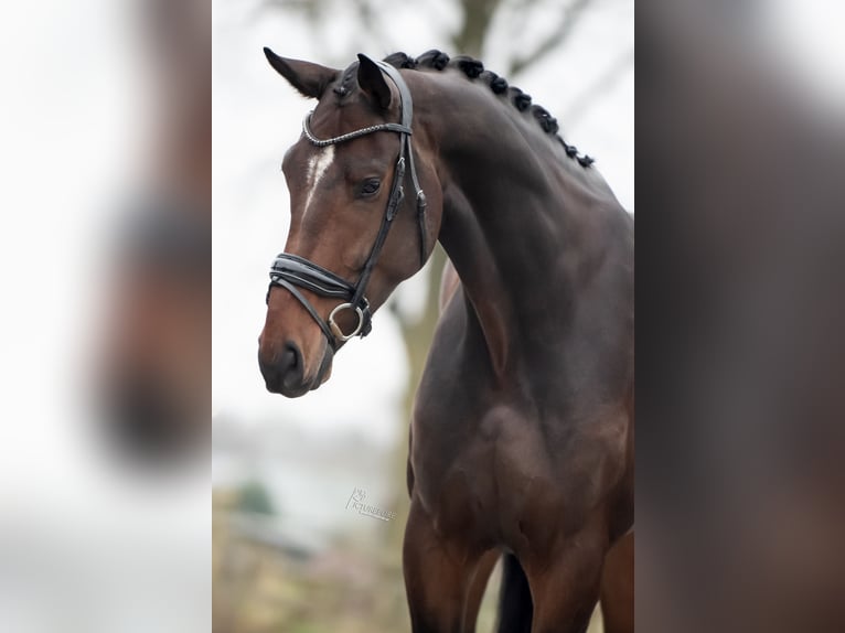 KWPN Caballo castrado 5 años 175 cm Castaño oscuro in Weert