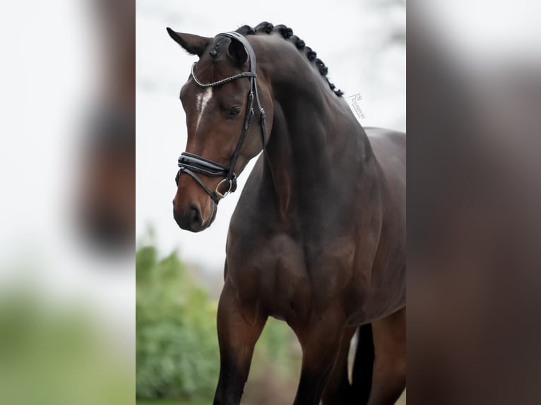 KWPN Caballo castrado 5 años 175 cm Castaño oscuro in Weert