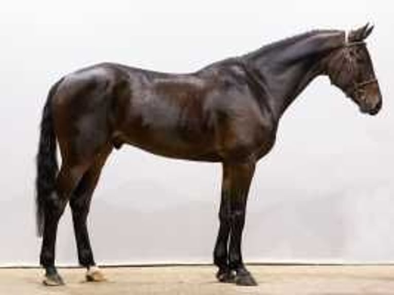 KWPN Caballo castrado 5 años 175 cm Castaño oscuro in Waddinxveen