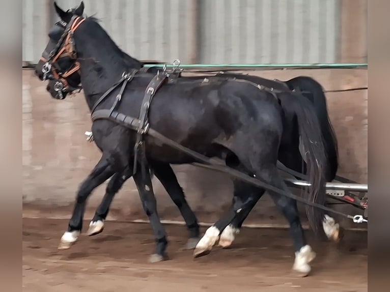 KWPN Caballo castrado 5 años 175 cm Negro in Oosterzee