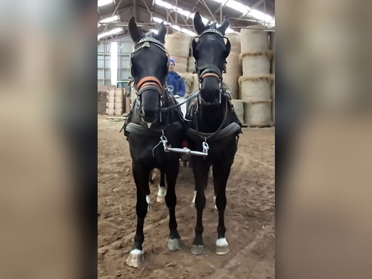 KWPN Caballo castrado 5 años 175 cm Negro in Oosterzee