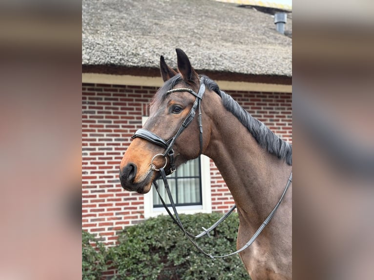 KWPN Mestizo Caballo castrado 5 años 176 cm Castaño in Katwoude