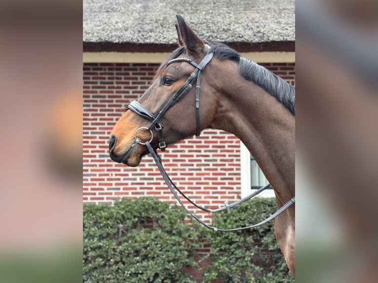 KWPN Mestizo Caballo castrado 5 años 176 cm Castaño in Katwoude