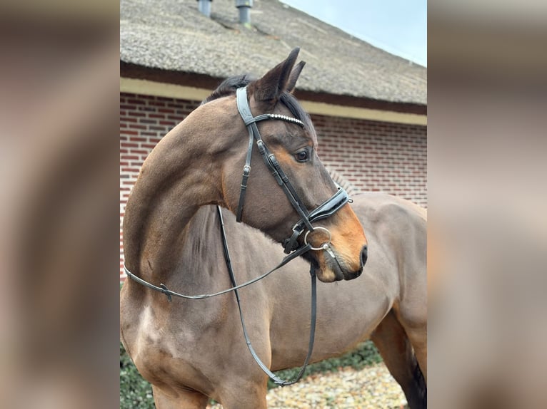 KWPN Mestizo Caballo castrado 5 años 176 cm Castaño in Katwoude