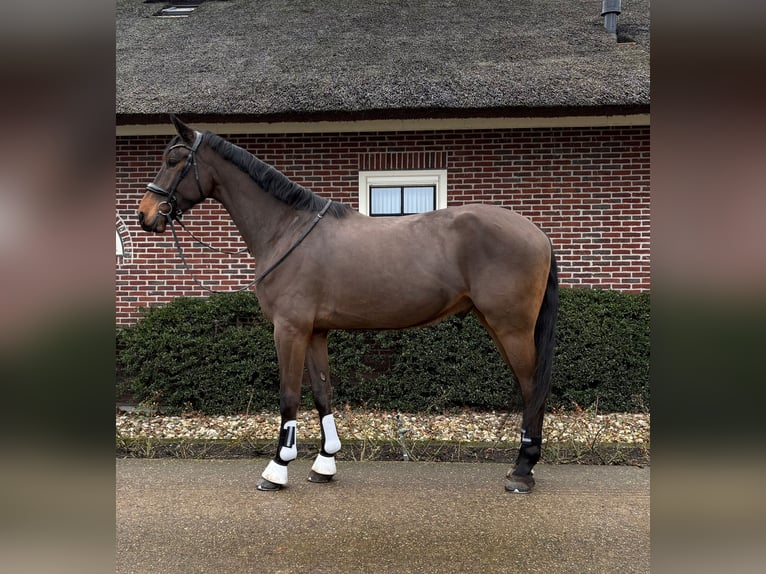 KWPN Mestizo Caballo castrado 5 años 176 cm Castaño in Katwoude