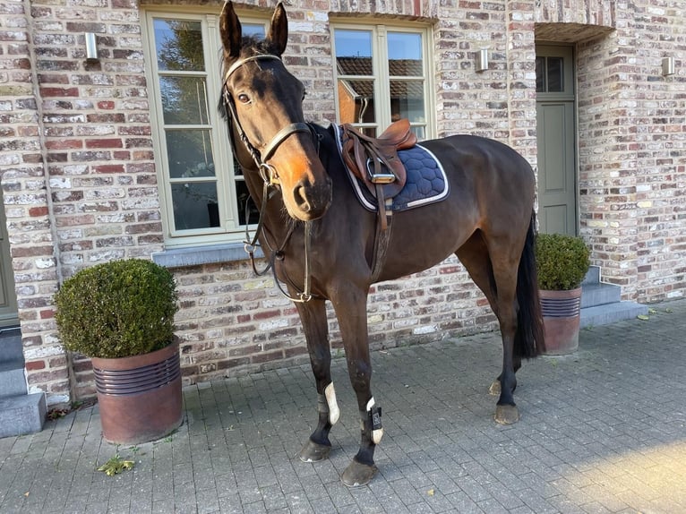 KWPN Caballo castrado 5 años 176 cm Castaño oscuro in Schwalmtal