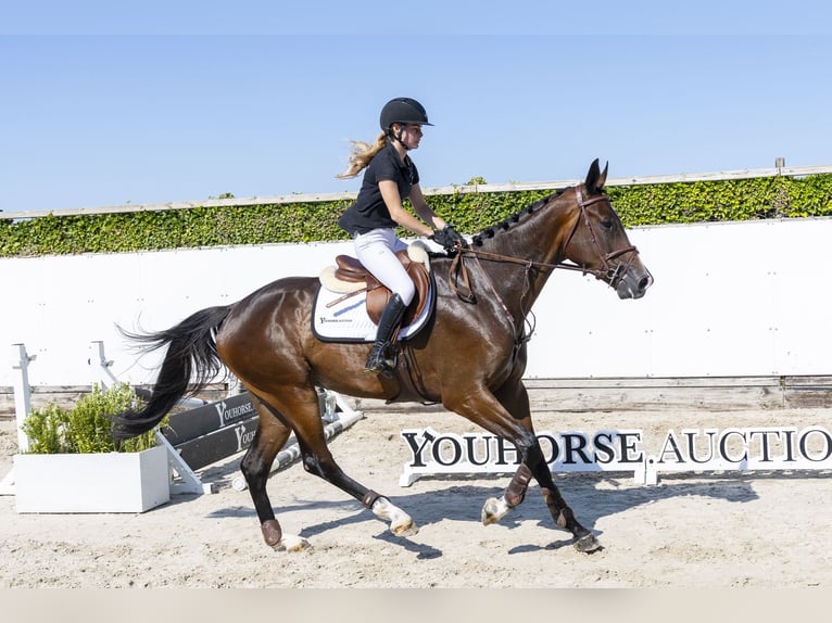 KWPN Caballo castrado 5 años 176 cm Castaño oscuro in Waddinxveen