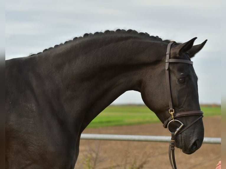 KWPN Caballo castrado 5 años 176 cm Negro in Geilenkirchen
