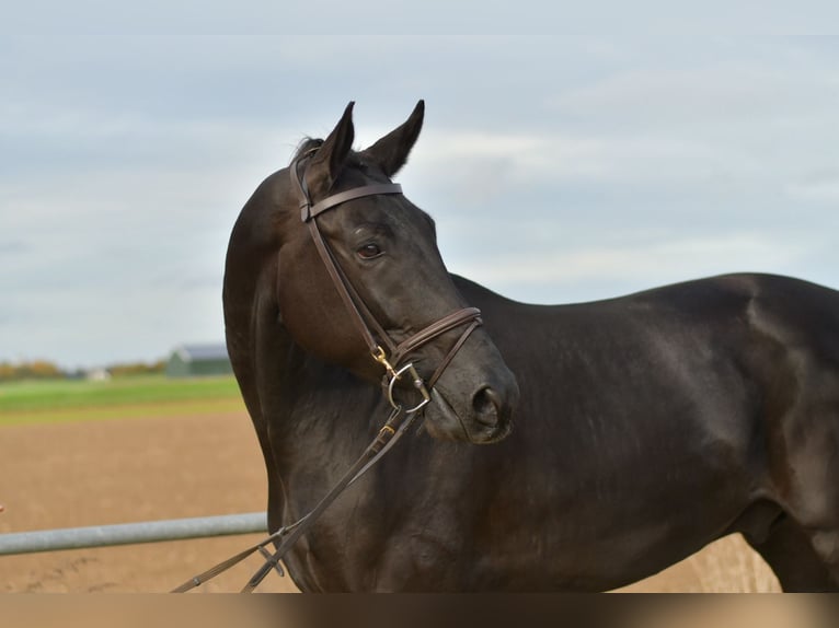 KWPN Caballo castrado 5 años 176 cm Negro in Geilenkirchen